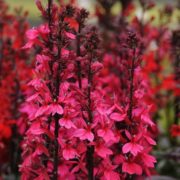 Lobelia Starship Collection