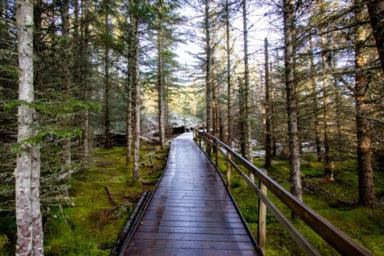 A footpath through Abriachan woods near Inverness