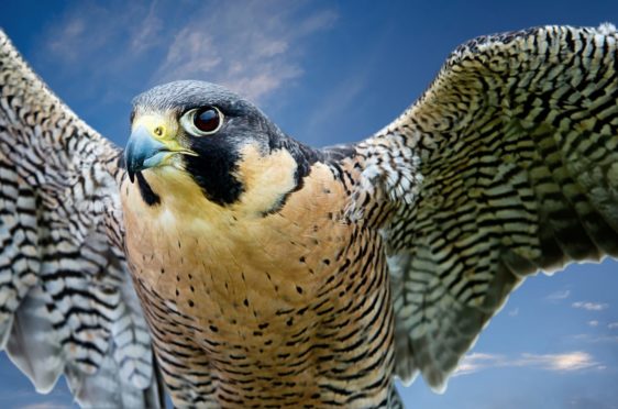 The speed of the peregrine makes its encounter with the massive sea eagle captivating