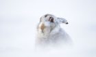 Scottish mountain hares are under threat due to warmer winters and less snow.