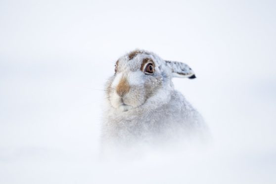 Scottish mountain hares are under threat due to warmer winters and less snow.