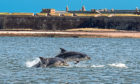 Dolphins at Fort George near Inverness.