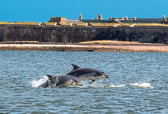 Dolphins at Fort George near Inverness.