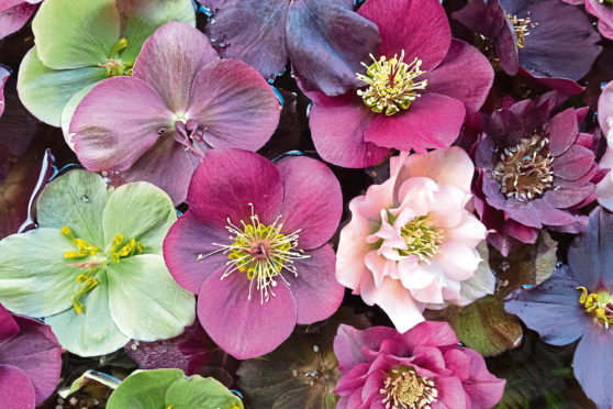 Beautiful mixed hellebores are easily grown and add a welcome splash of colour to any corner of the garden