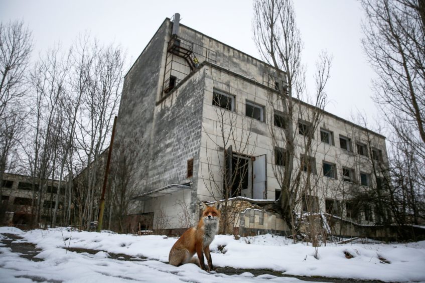 Un renard sauvage dans la ville fantôme de Pripyat, près de Tchernobyl