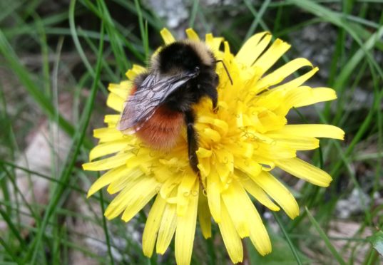 Blaeberry Queen Bee.