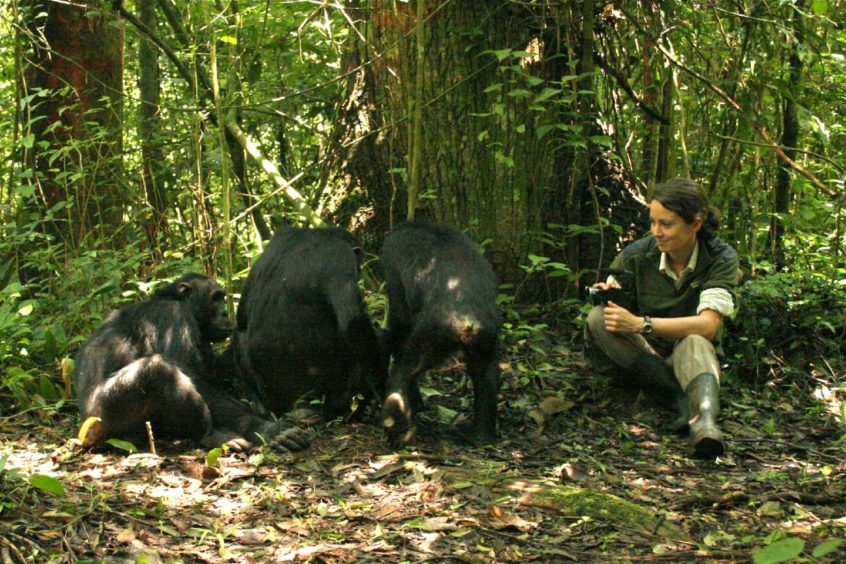 Catherine Hobaiter studying chimps