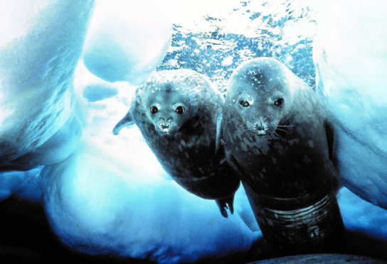 Doug Allan's stunning photo of a Weddell seal and her pup under the Antarctic ice
