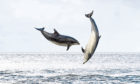 Dolphins jump in the Firth of Clyde.