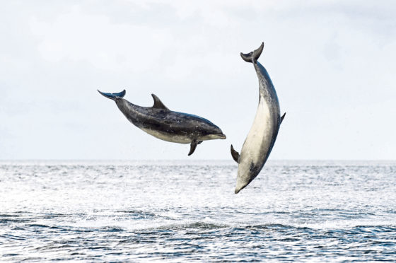 Dolphins jump in the Firth of Clyde.