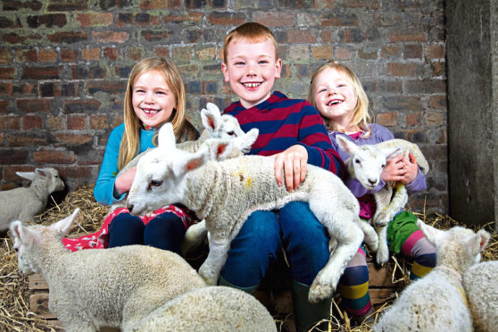 9/4/19 . The Sunday Post, by Andrew Cawley. 
Pics of Rebecca McEwan, owner of Arnprior Farm, who offer lambing sessions for children over the Easter holidays, where children can see lambs being born, and feed them milk. Pic shows Rebecca's children Floraidh (7) Duncan (9), Erin (3),  with orphan lambs. Location: Arnprior Farm, Stirlingshire.