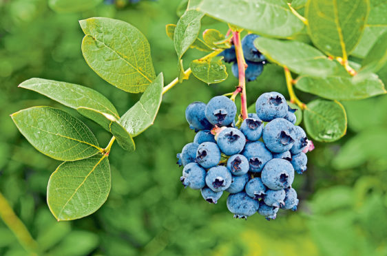Blueberries are pretty easy to grow and they are delicious, too