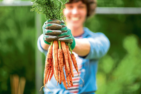 You can grow carrots in a container if your garden soil is stony or unsuitable for veg.