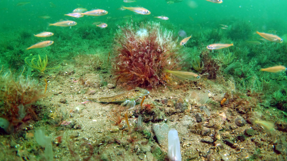 In comparison, a healthy Scottish seabed with juvenile whiting and vegetation.
