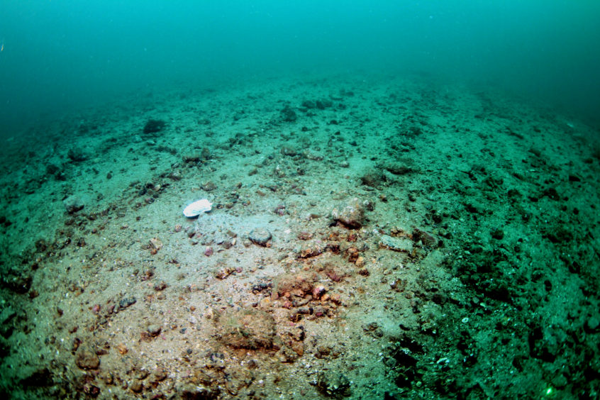 A dredged seabed, showing no signs of life.