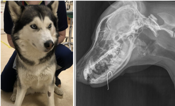 Luna the husky got a fishing hook stuck in her jaw