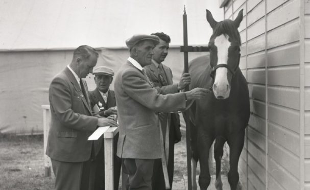 A horse is prepped before the Royal Highland Show, Dundee, June of 1957