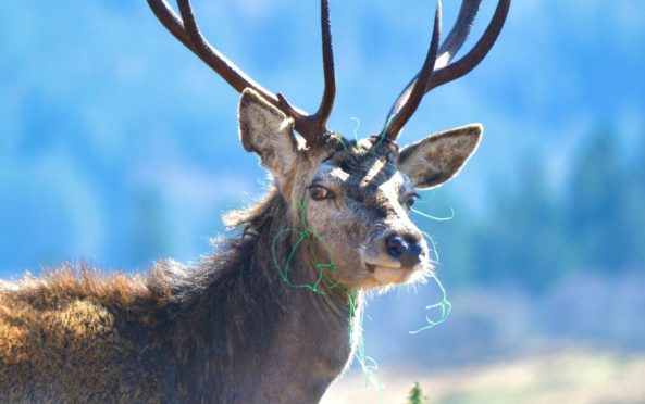 Barbara Macfarlane’s photo of the stag entangled in garden netting in Bonawe, near Oban