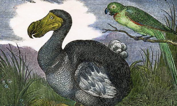 Flightless now defunct Mauritius Dodo in a carving from 1833