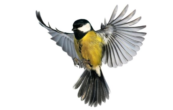 A great tit in flight