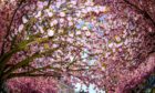 A Japanese cherry blossom tree in bloom in Brussels