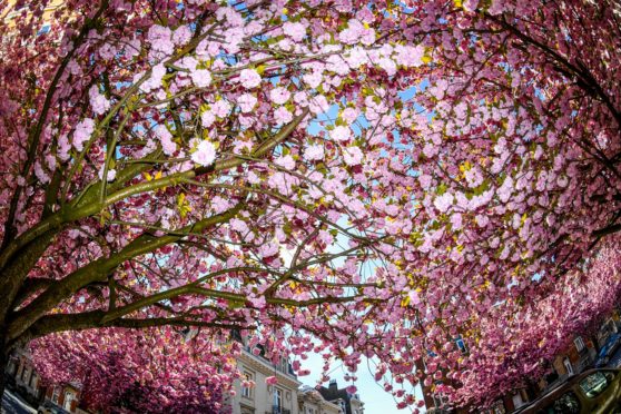 A Japanese cherry blossom tree in bloom in Brussels