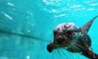 Cute and naturally inquisitive, but many otter species around the world are threatened with extinction
