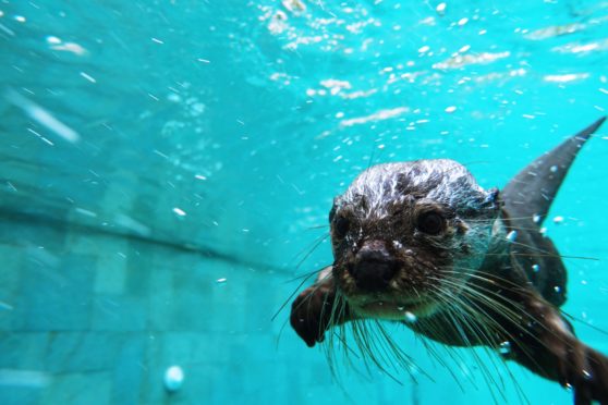 Cute and naturally inquisitive, but many otter species around the world are threatened with extinction
