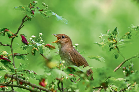 The Nightingale is just decades away from extinction say experts.