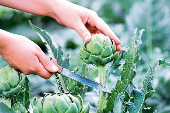 Growing your own artichokes is easy and the results are delicious