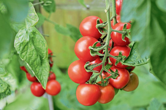 Truss of ripe Alicante tomatoes on the vine in a garden greenhouse.