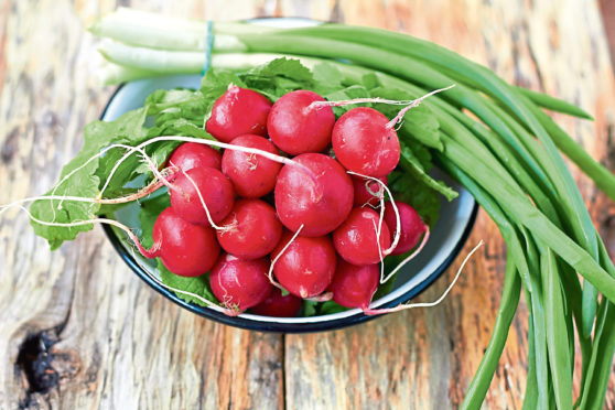 Radishes and pulses should be planted outdoors now