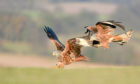 A pair of red kites swoop in to feed on the ground