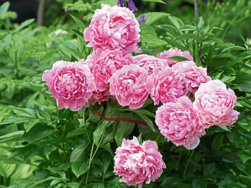 Peonies.