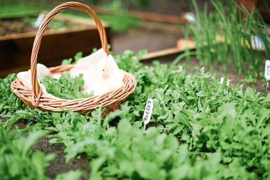 Freshly picked Rocket harvest in a wicker basket by the small home crafted veggie patch.