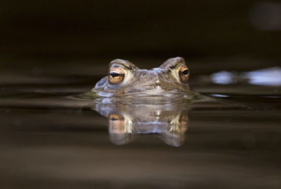 A common toad