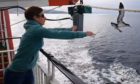 A Manx Shearwater is released from the deck of MV Lord of the Isles after being stranded in Mallaig