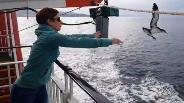 A Manx Shearwater is released from the deck of MV Lord of the Isles after being stranded in Mallaig