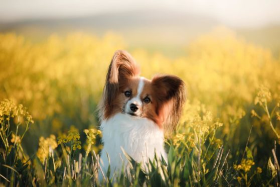 Papillon are Dundee's most pampered dogs.