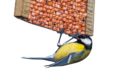 A blue tit feeds on peanuts from a garden bird feeder