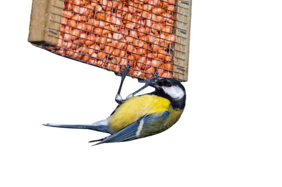 A blue tit feeds on peanuts from a garden bird feeder