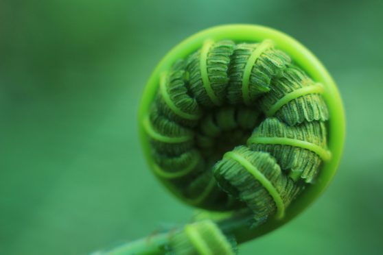 Ferns are one of many plants in our gardens dating back millions of years.