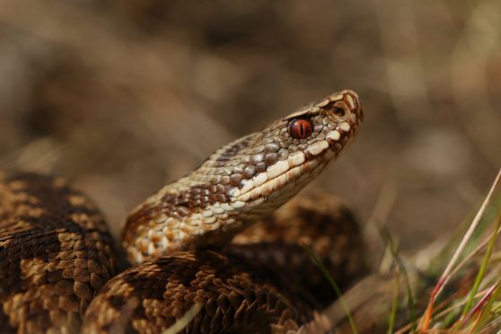 The adder is the UK’s only poisonous snake.