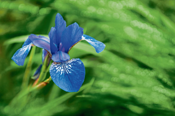 Wet blue Iris Sibirica will add a gentle splash of colour to any border, and now is an ideal time for you to do any light weeding in those borders