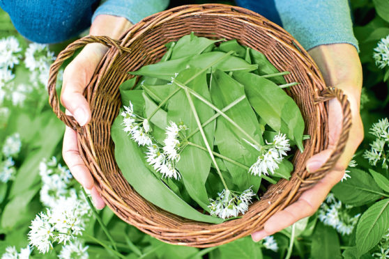 Hand picked wild garlic.