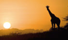 A giraffe basks in the sunset on the Kenyan plains.