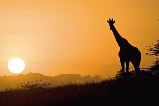 A giraffe basks in the sunset on the Kenyan plains.