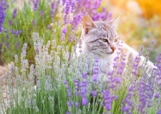 Many cats simply can’t resist the aroma of the plant