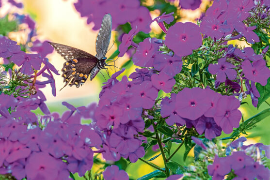 Black swallowtail butterfly perched on flowers of purple phlox in garden in summer.