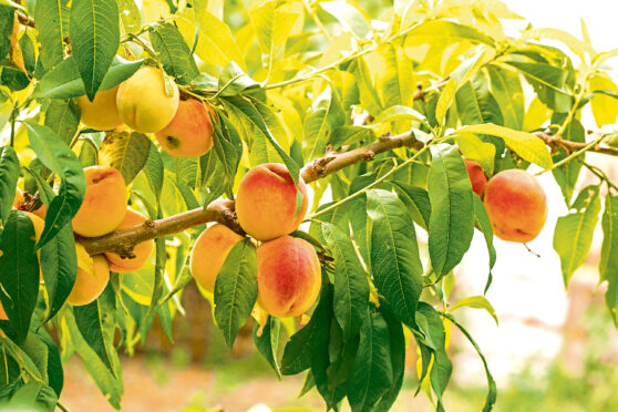 Peaches and grapes grow well in greenhouses.